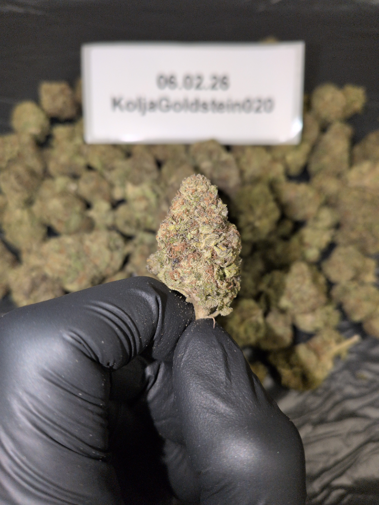 Gelato 41